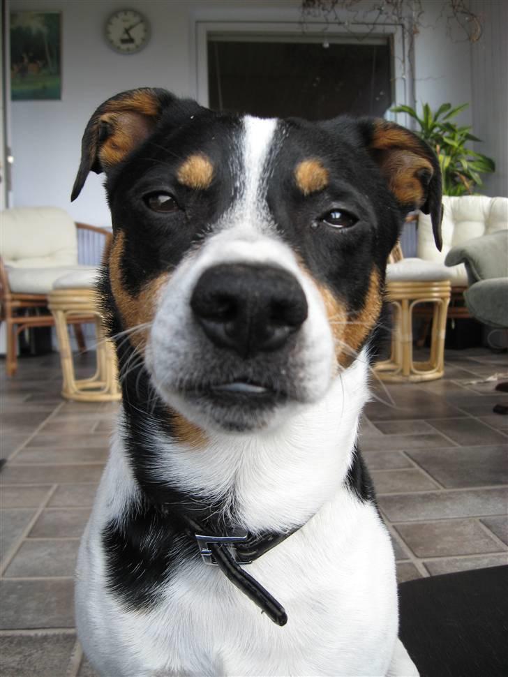 Dansk svensk gaardhund Kipper - og vi kigge:) billede 1