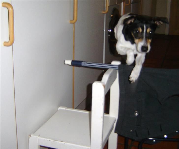 Dansk svensk gaardhund SIMBA<333 - ævv jeg trode lige jeg kunne slippe forbi):<33 billede 15