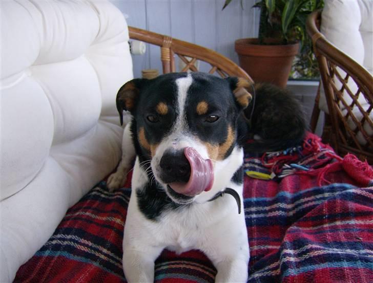 Dansk svensk gaardhund Kipper - jeg skal lige slikke mig om munden... billede 2