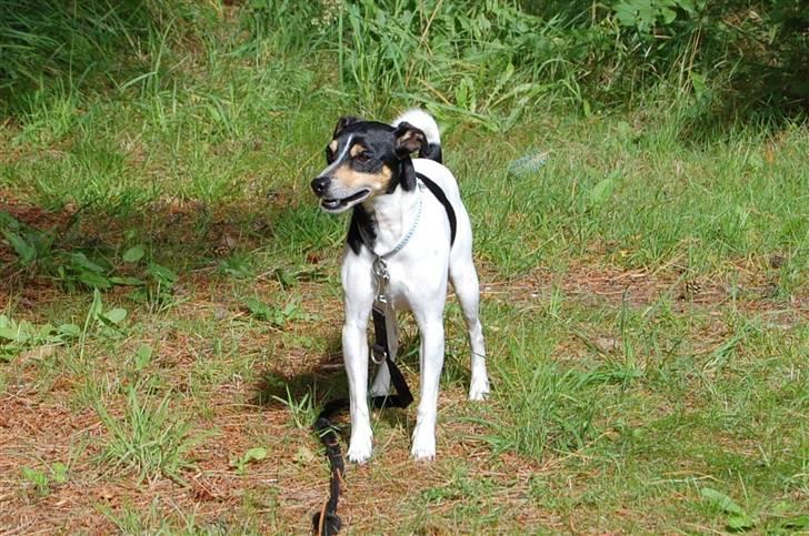 Dansk svensk gaardhund SIMBA<333 - xD billede 16