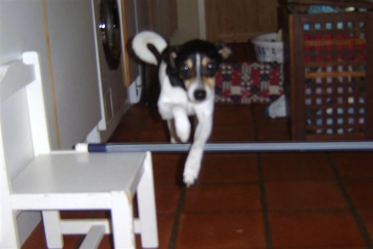 Dansk svensk gaardhund SIMBA<333 - 1 2 3.......hop<3 billede 17