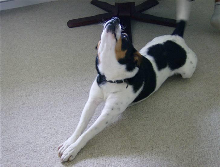 Dansk svensk gaardhund Kipper - uhahh jeg skal strække mig.. billede 3