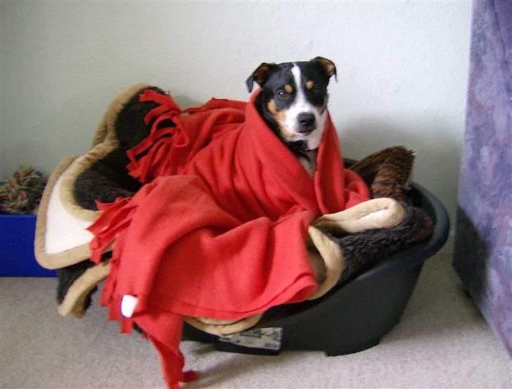 Dansk svensk gaardhund Kipper - det er SÅ dejligt at putte... billede 4