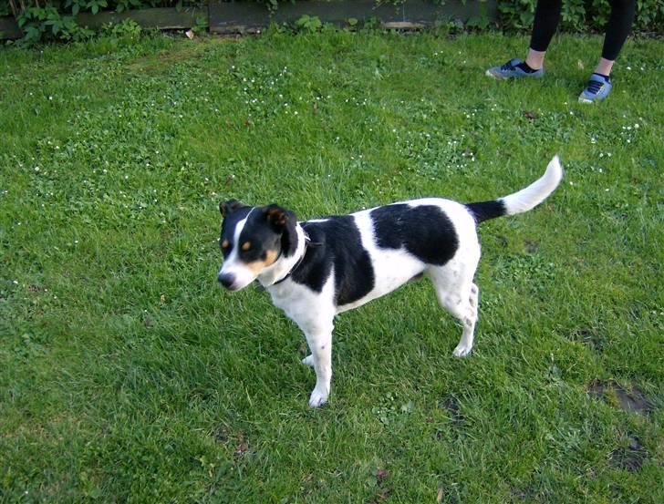 Dansk svensk gaardhund Kipper - og her er jeg fotomodel... billede 5