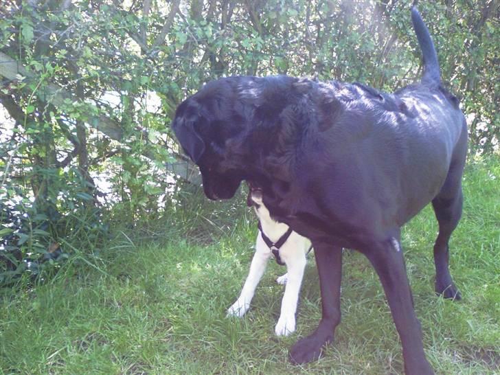 Glathåret foxterrier Eddie - Prøver at klare naboen´s hund :-) billede 13