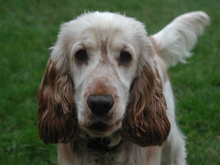 Cocker spaniel "Mace" billede 1