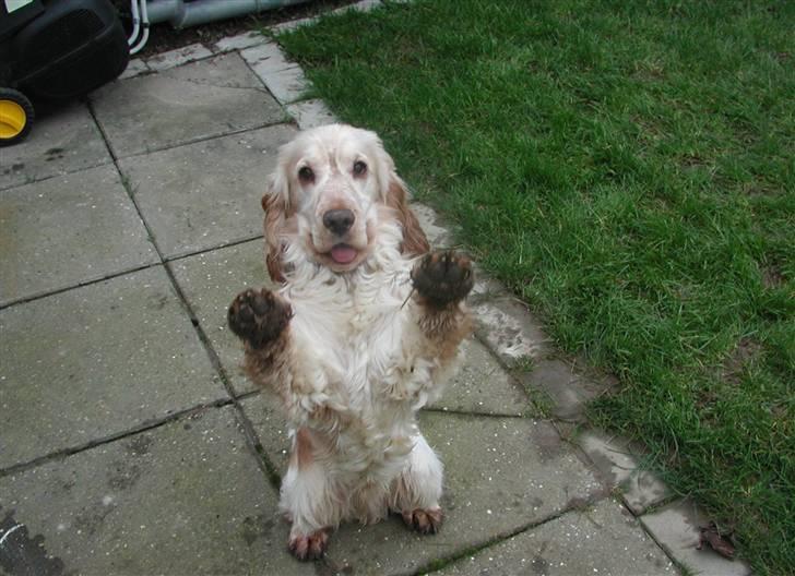 Cocker spaniel "Mace" billede 2