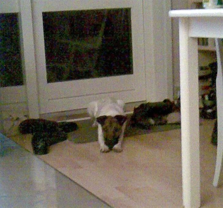 Glathåret foxterrier Eddie - Hva, skulle vi ikke ud og gå ???  billede 14