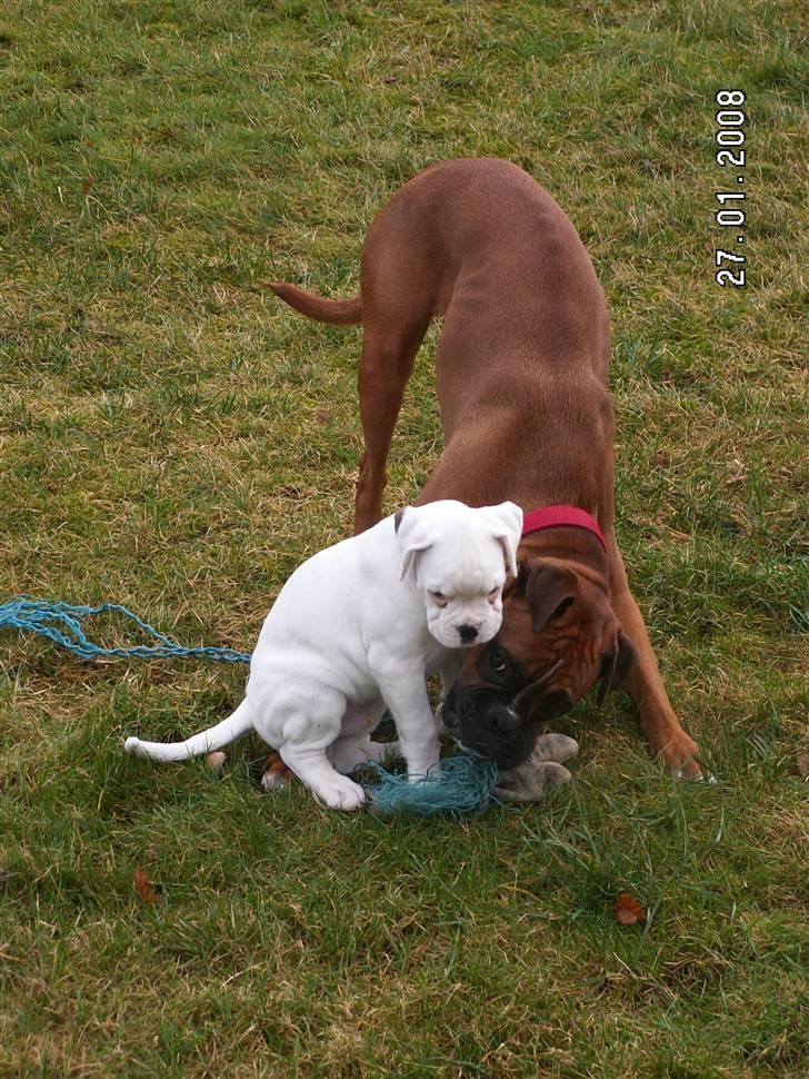 Boxer Aslan billede 7