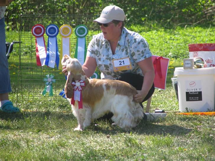 Cocker spaniel "Mace" billede 3