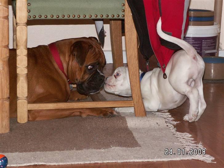 Boxer Aslan billede 8