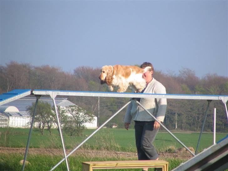 Cocker spaniel "Mace" billede 4