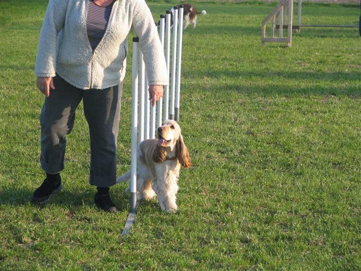 Cocker spaniel "Mace" billede 5
