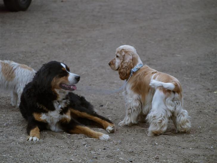 Cocker spaniel "Mace" billede 6