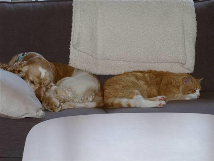 Cocker spaniel "Mace" billede 7