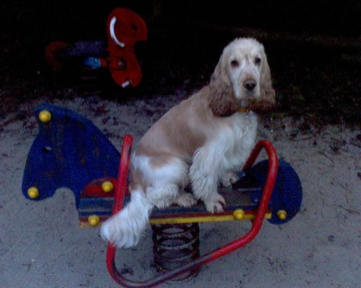 Cocker spaniel "Mace" billede 8