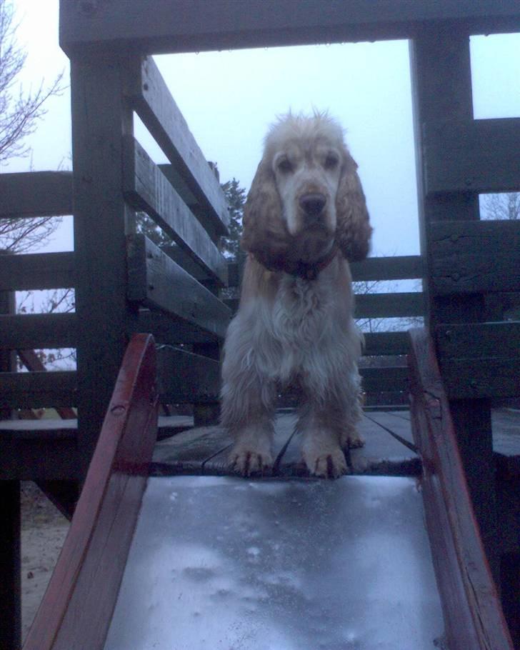 Cocker spaniel "Mace" billede 9