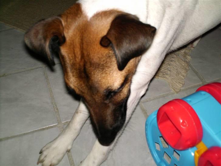 Glathåret foxterrier Eddie - Takker og bukker :-) billede 15