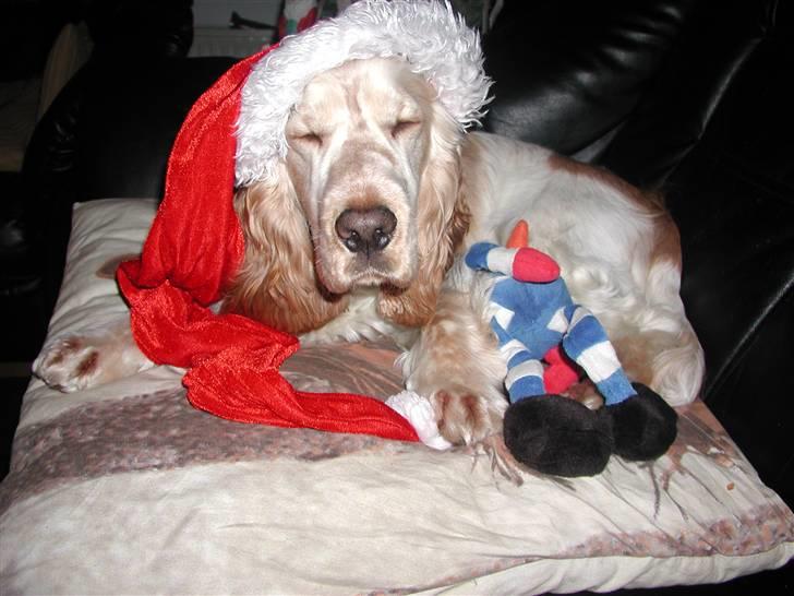 Cocker spaniel "Mace" billede 10