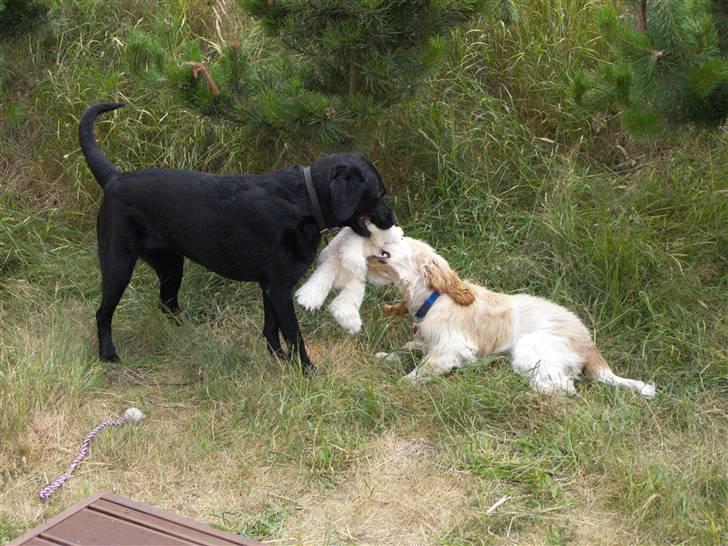 Cocker spaniel "Mace" billede 11