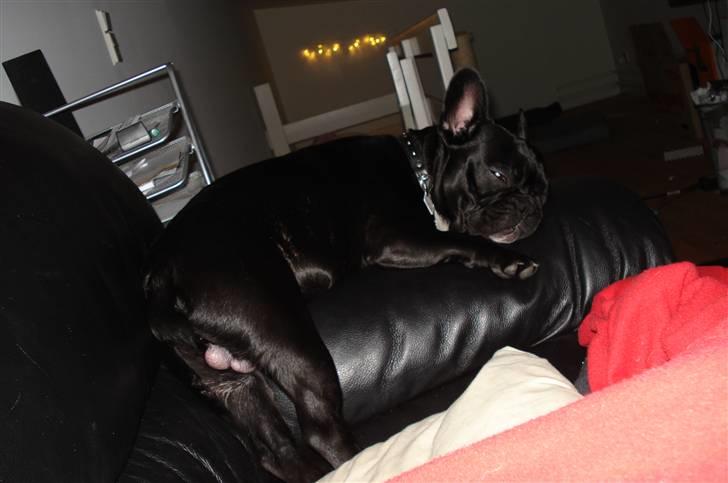 Fransk bulldog Orla R. I. P  - sover da lige....på armlænet!? billede 7