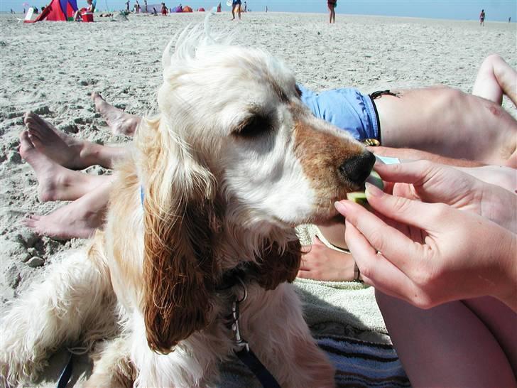 Cocker spaniel "Mace" billede 12