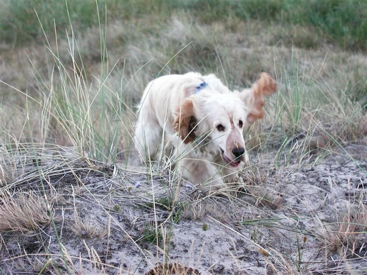 Cocker spaniel "Mace" billede 13