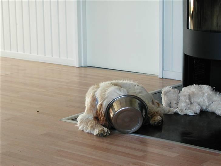 Cocker spaniel "Mace" billede 14