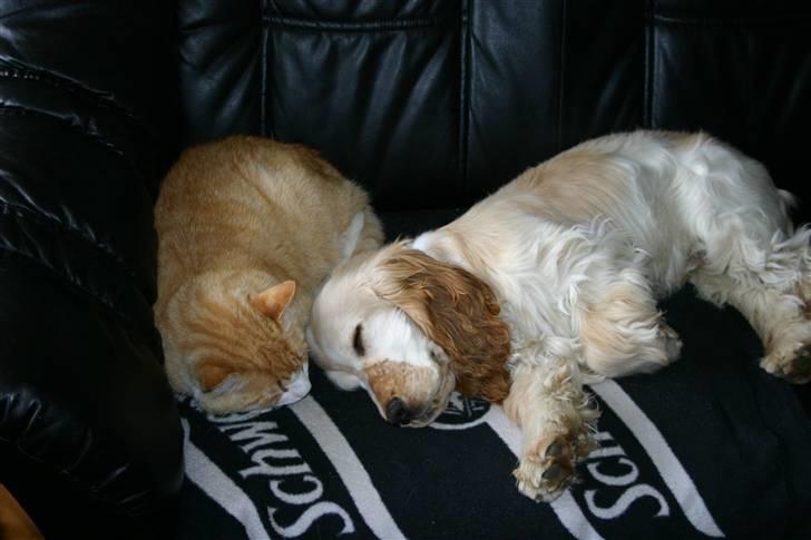 Cocker spaniel "Mace" billede 15