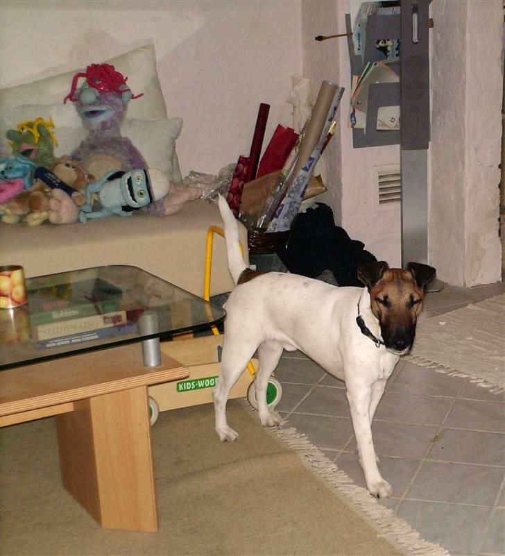Glathåret foxterrier Eddie - Hmm Kan du ikke se jeg er TRÆT ?? billede 16