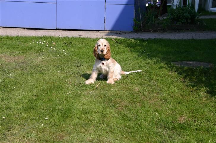 Cocker spaniel "Mace" billede 16