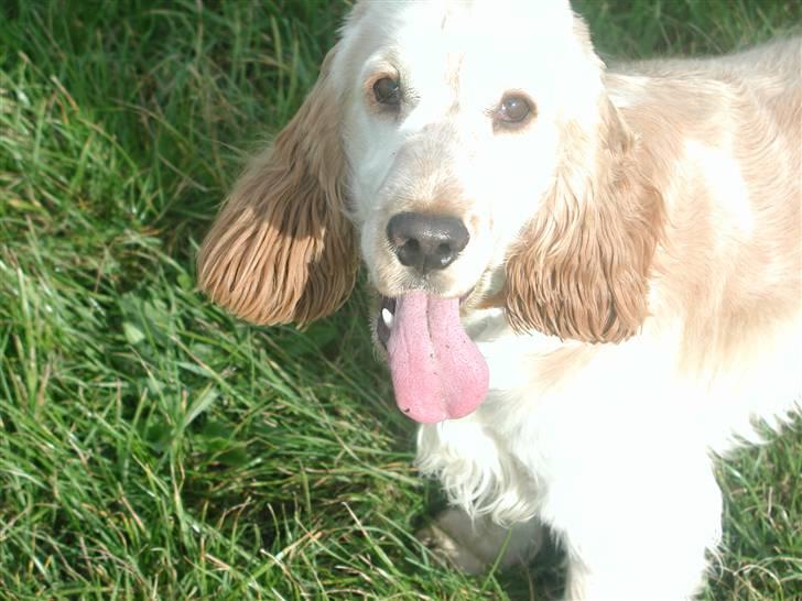 Cocker spaniel "Mace" billede 17