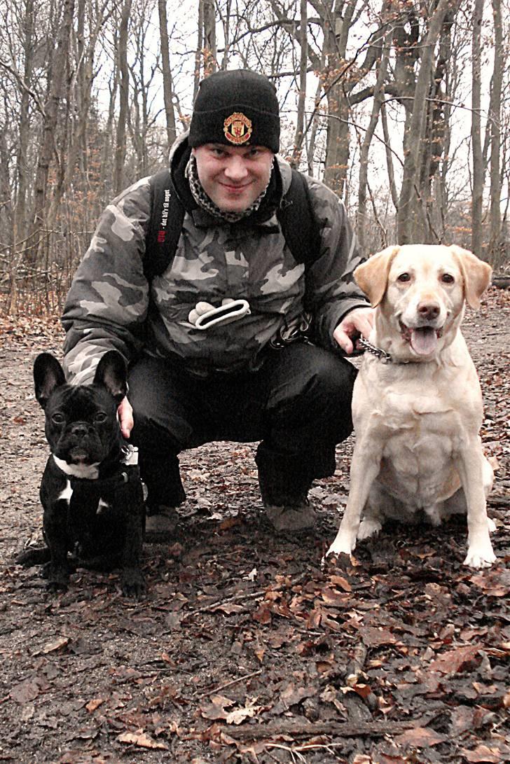 Fransk bulldog Orla R. I. P  - Kæresten med Orla og hans egen hund Dina billede 8