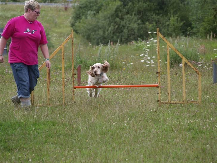 Cocker spaniel "Mace" billede 18