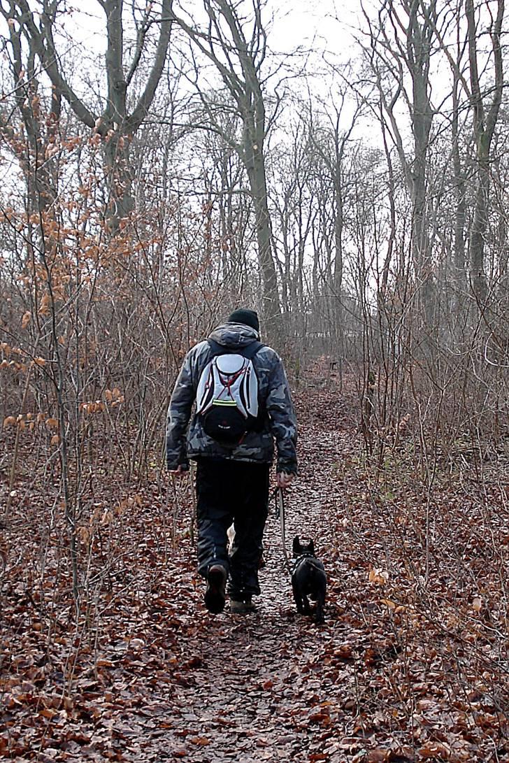 Fransk bulldog Orla R. I. P  - Synes de er så søde, som de går der:-D billede 9