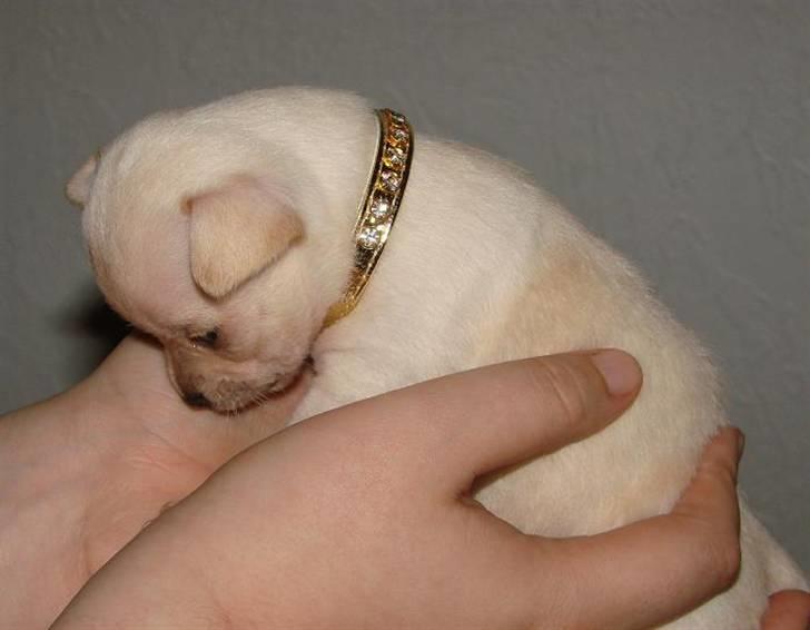 Chihuahua ** Ciencia **  - Prinsessen med sit første halsbånd :D... Såå smuk en pige skal man lede længe efter :D. billede 12