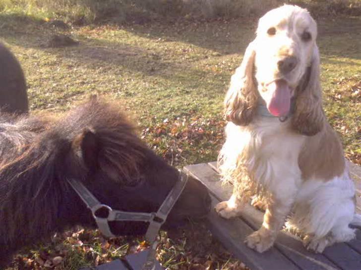 Cocker spaniel "Mace" billede 19
