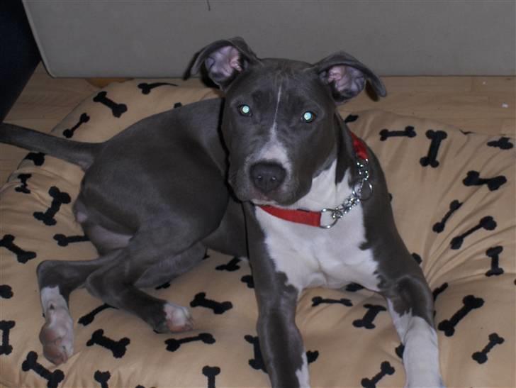 Amerikansk staffordshire terrier minna - 5 mdr. billede 14