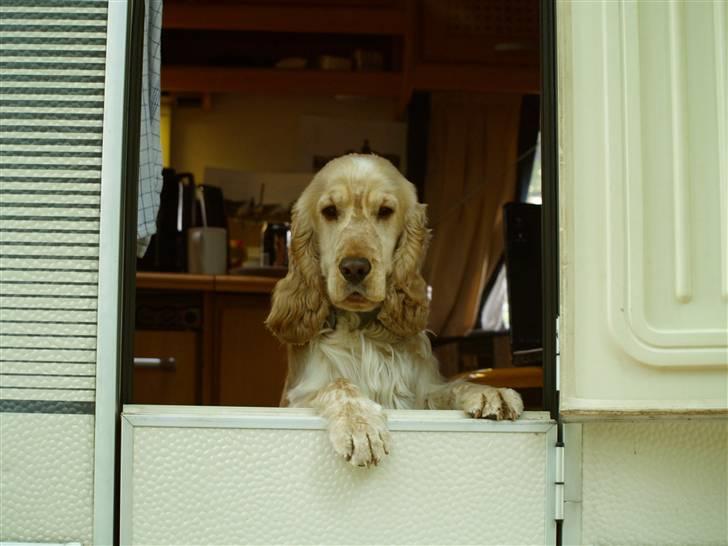 Cocker spaniel "Mace" billede 20