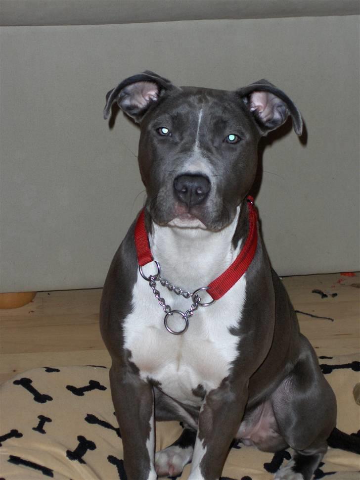 Amerikansk staffordshire terrier minna - 6 mdr billede 15