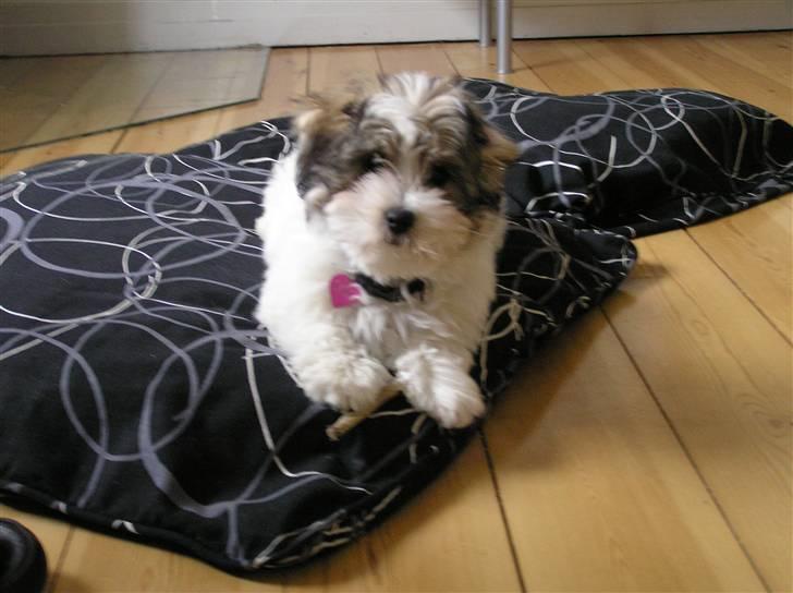 Coton de tulear Sissi billede 1