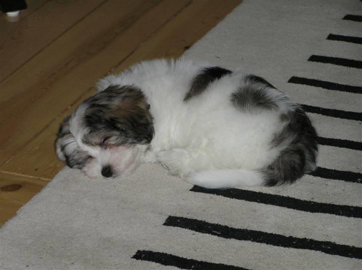 Coton de tulear Sissi billede 2