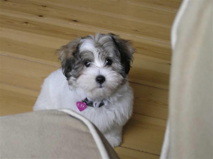 Coton de tulear Sissi billede 3