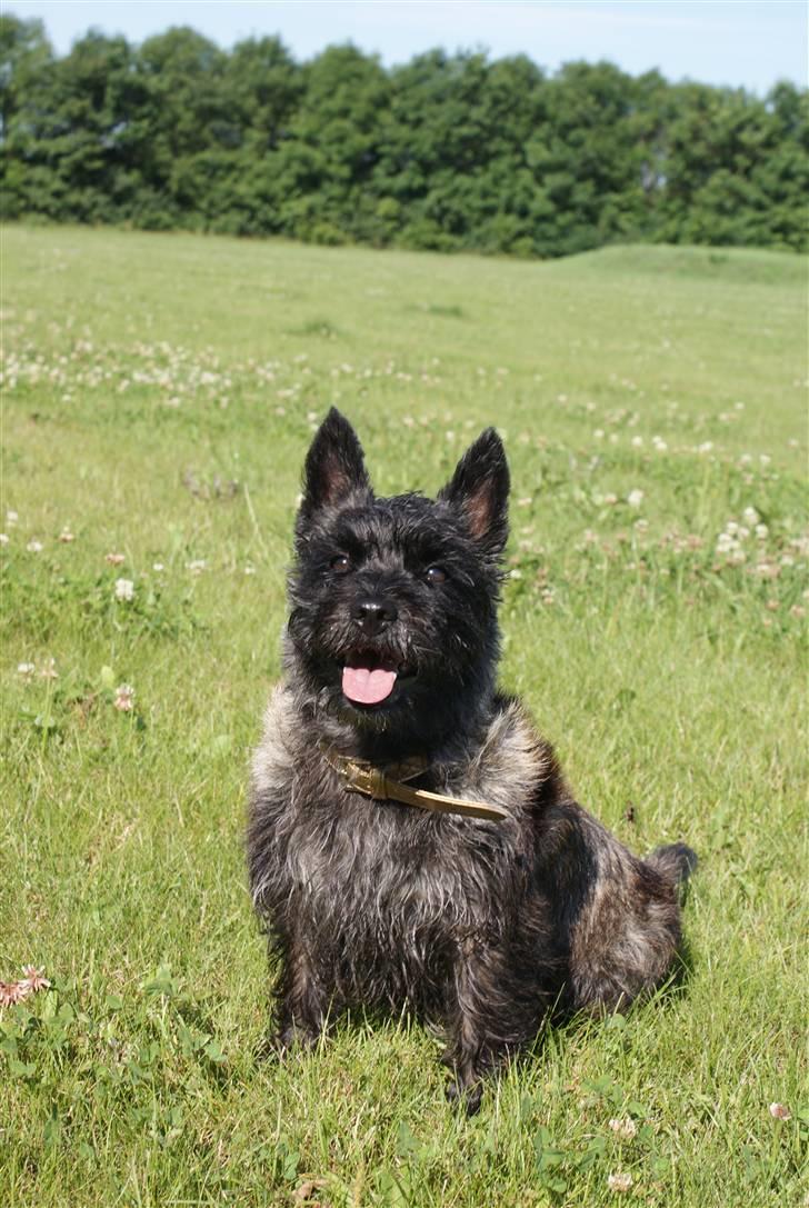 Cairn terrier Mickey billede 1