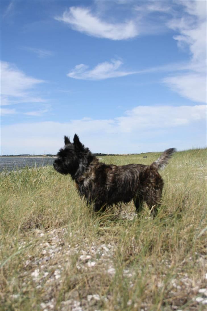 Cairn terrier Mickey billede 2
