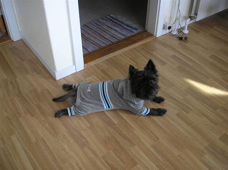 Cairn terrier Mickey billede 3