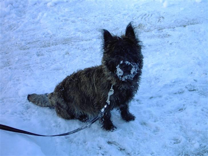 Cairn terrier Mickey billede 4