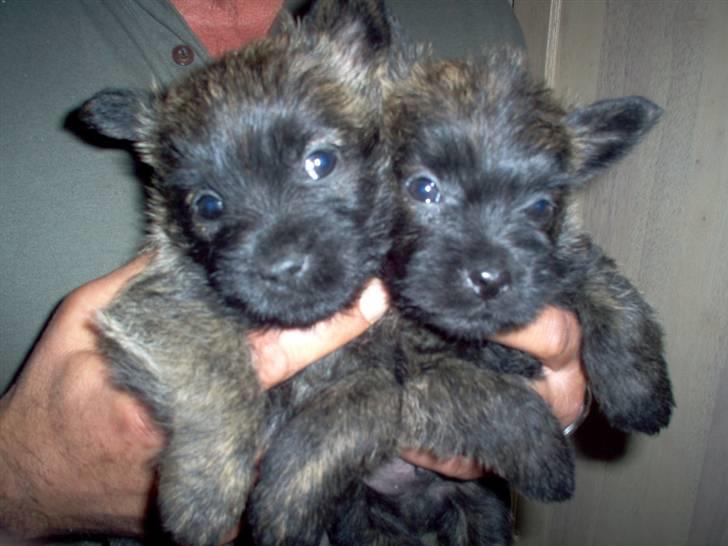 Cairn terrier Mickey billede 5