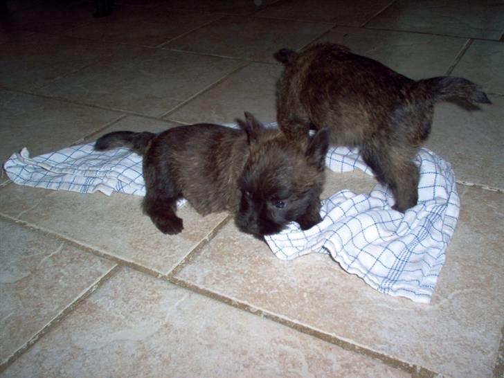 Cairn terrier Mickey billede 6