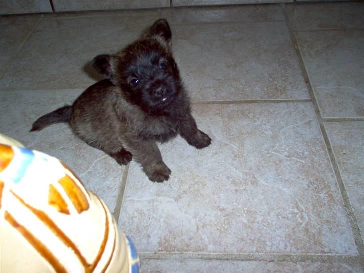 Cairn terrier Mickey billede 7